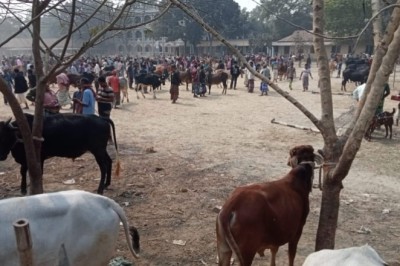 পশুর হাটের জন্য বদলে যায় স্কুলের সময়