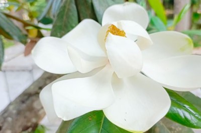 ধনবাড়ী নওয়াব শাহী মসজিদে ফুটেছে ম্যাগনোলিয়া